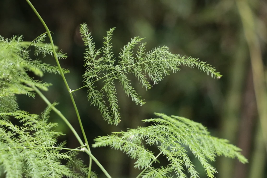 Asparagus Setaceus