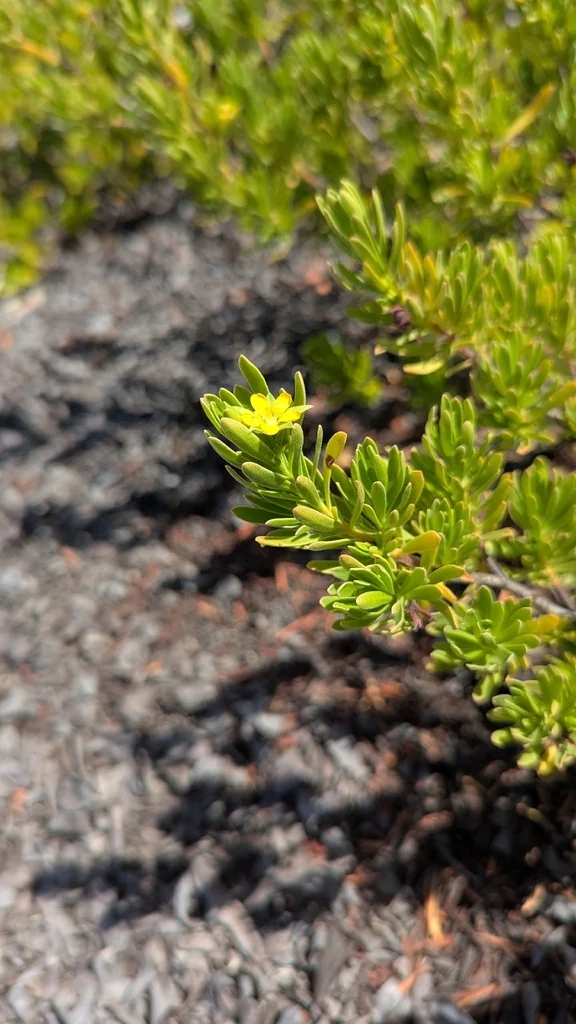 Suriana Maritima