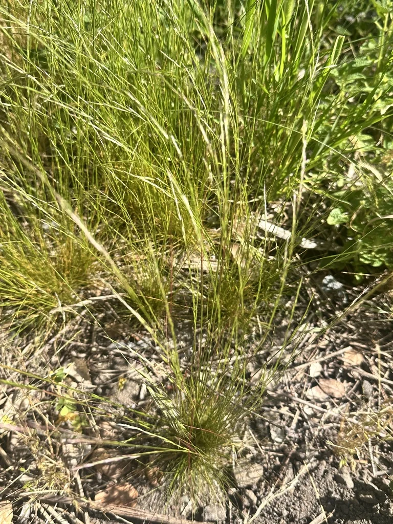 Deschampsia Elongata