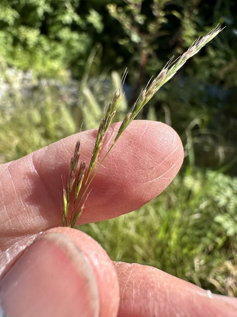 Deschampsia Elongata