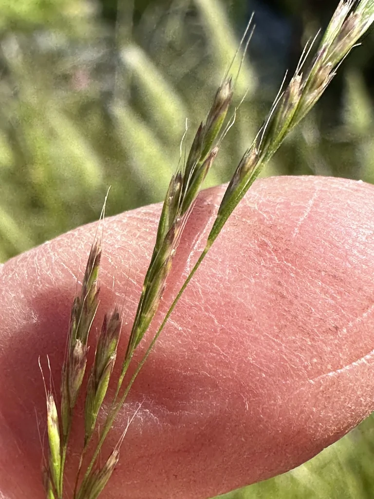 Deschampsia Elongata