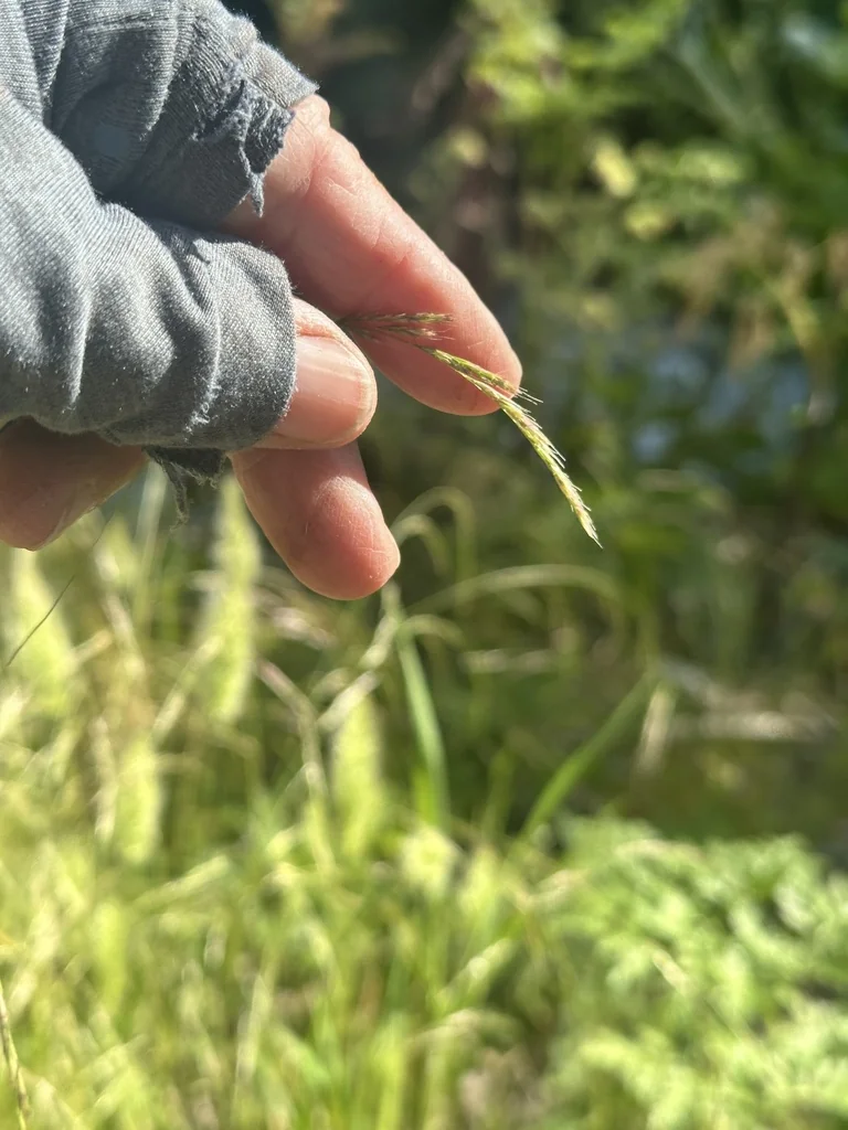 Deschampsia Elongata