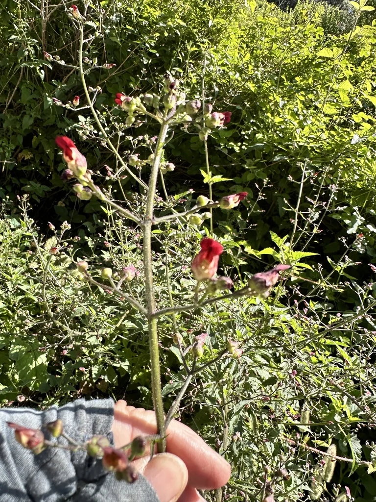 Scrophularia Californica