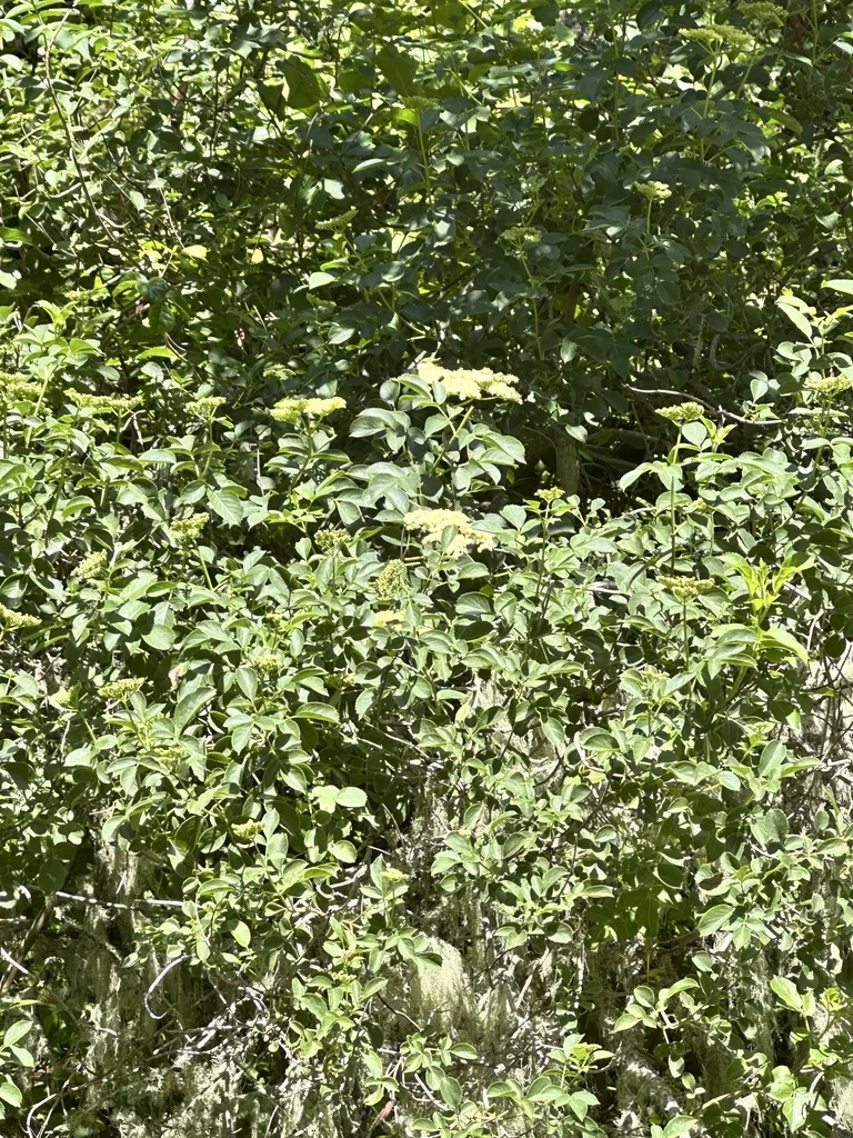 Sambucus Mexicana