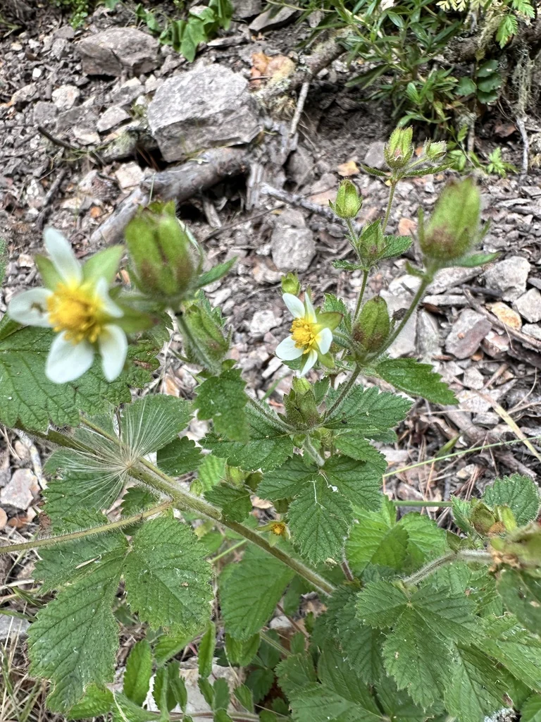 Potentilla Glandulosa