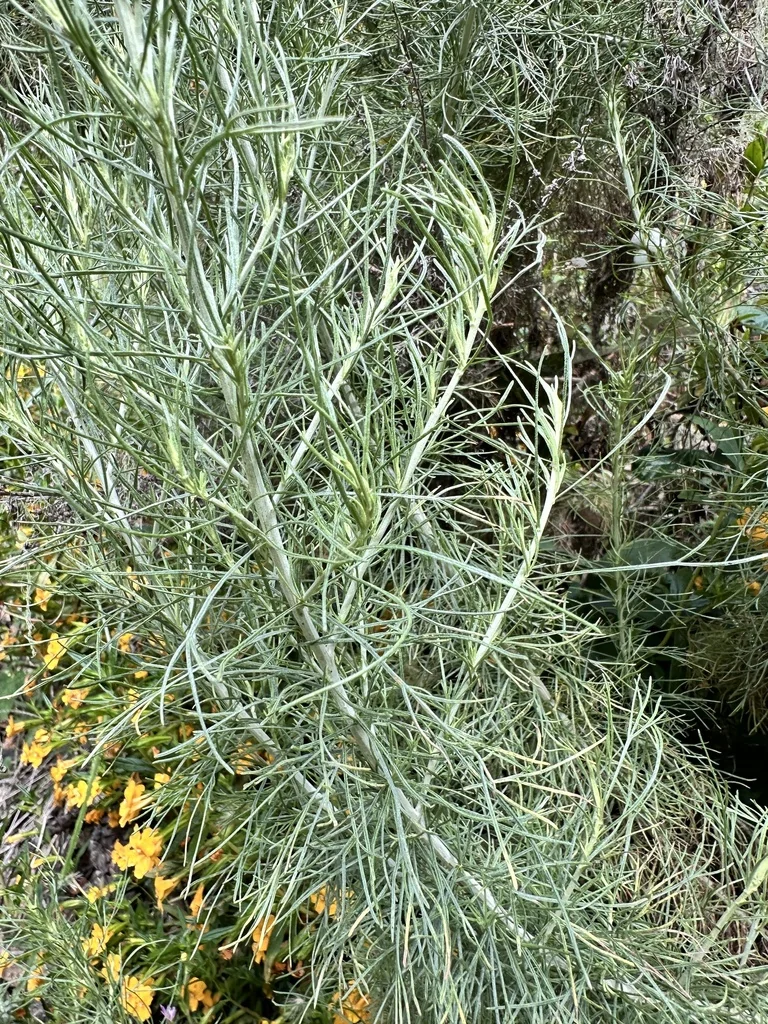 Artemisia Californica