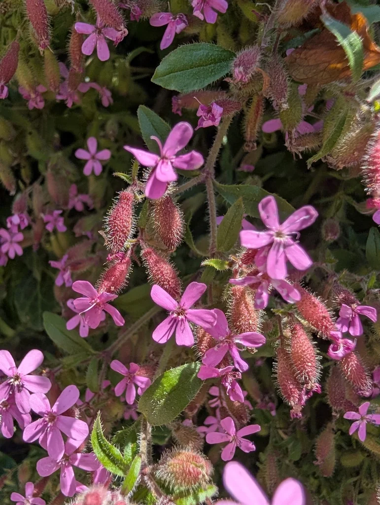 Saponaria Ocymoides