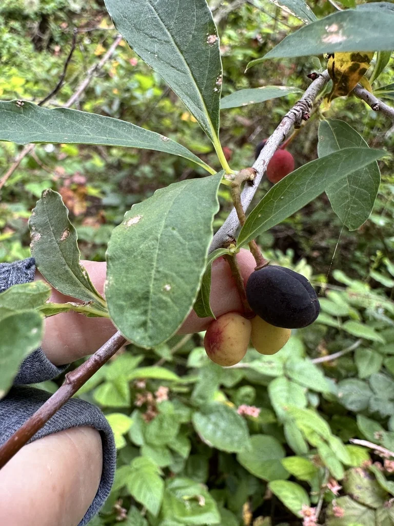 Oemleria Cerasiformis