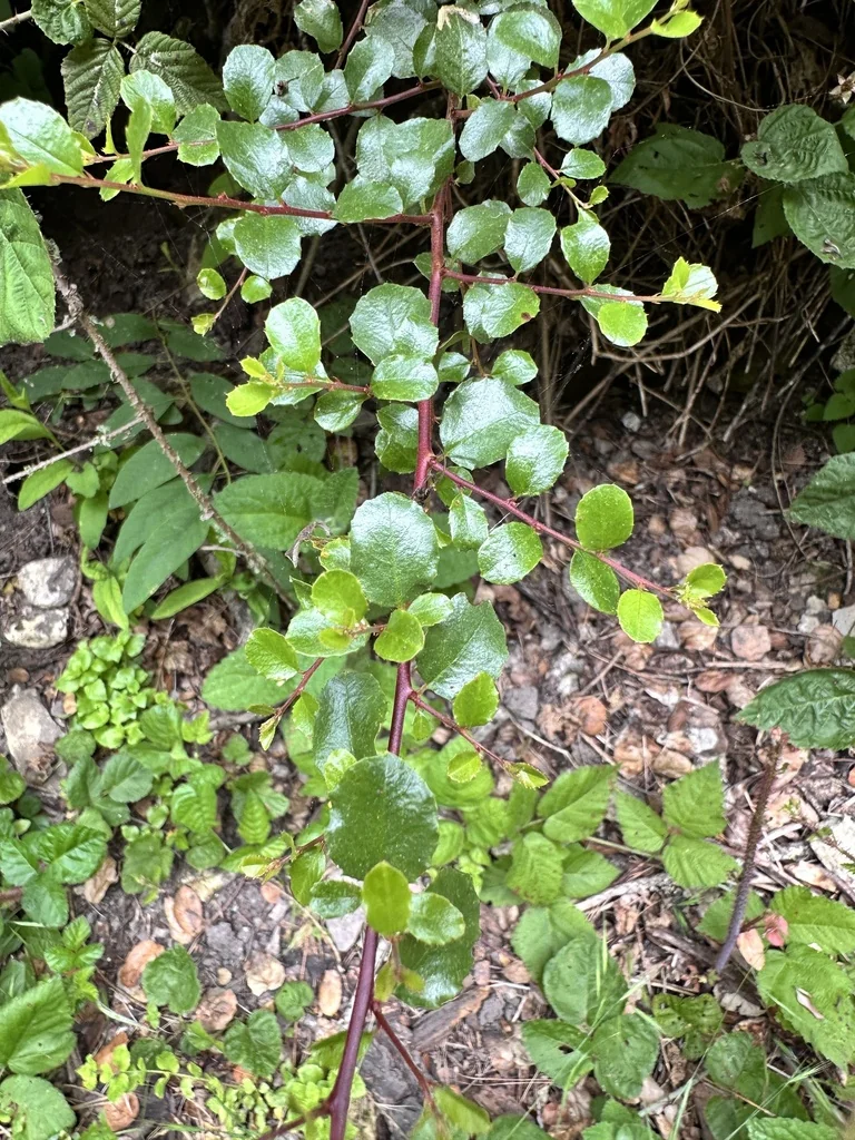 Rhamnus Crocea