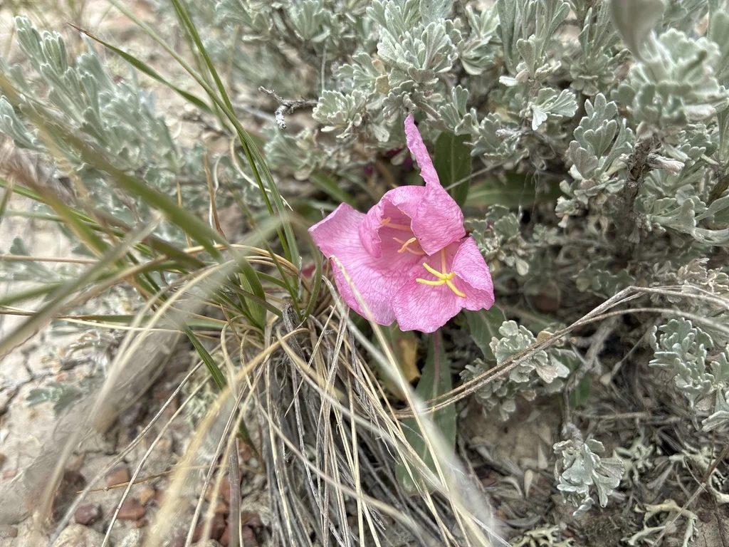 Oenothera Caespitosa