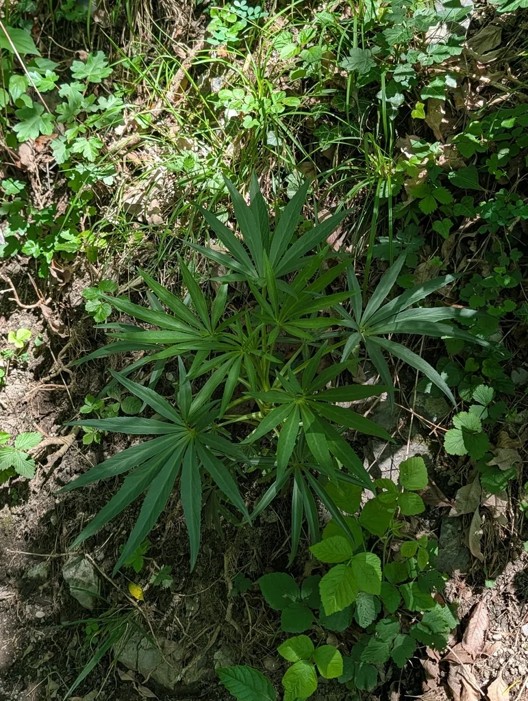 Helleborus Foetidus