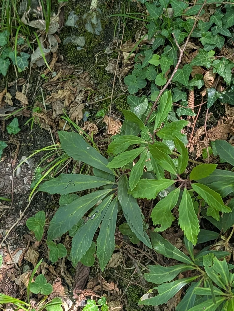 Helleborus Niger