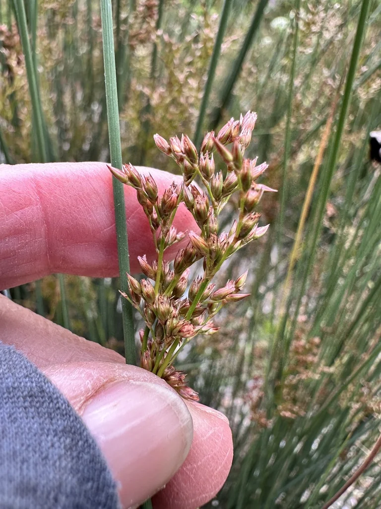 Juncus Patens