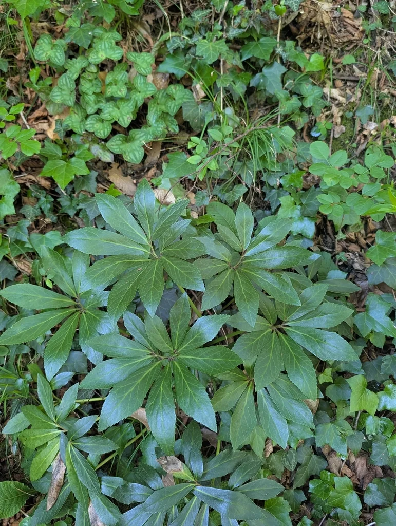 Helleborus Niger