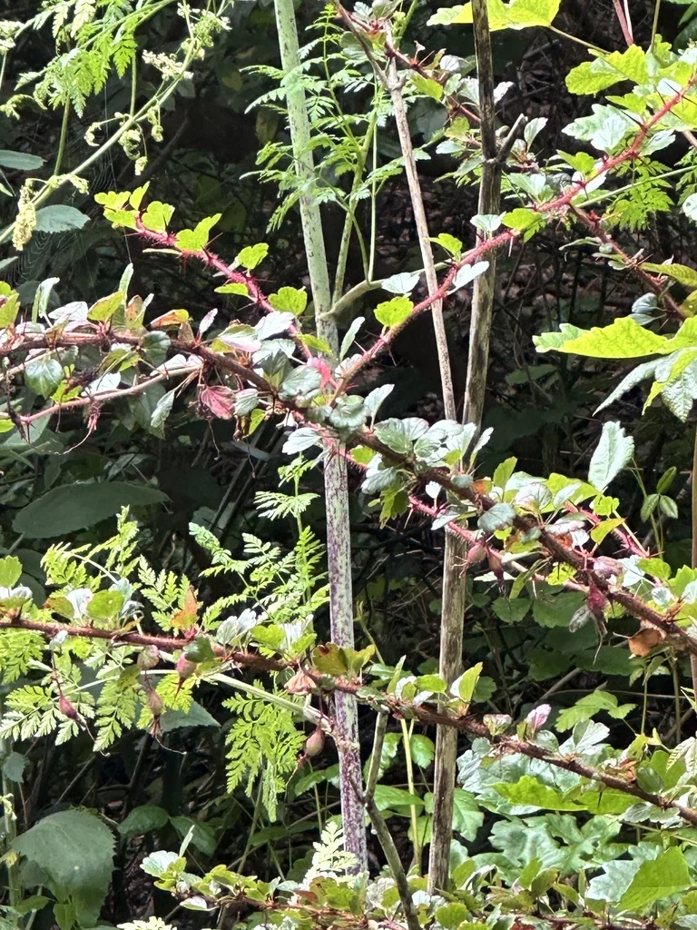 Ribes Speciosum
