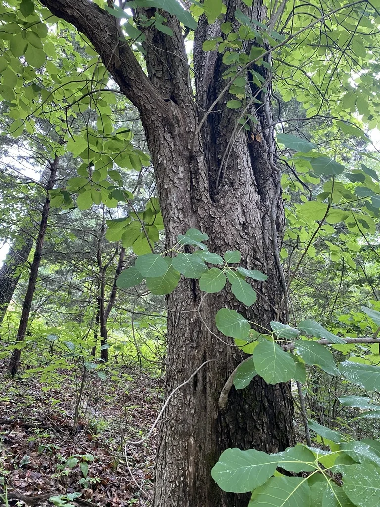 Cotinus Obovatus