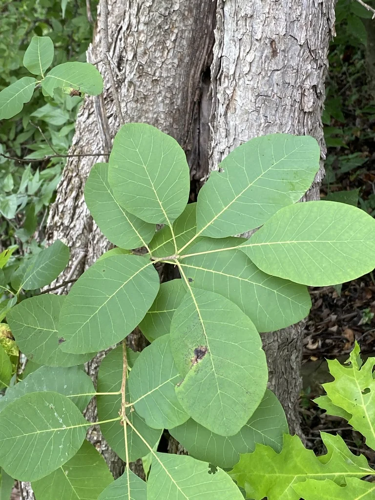 Cotinus Obovatus