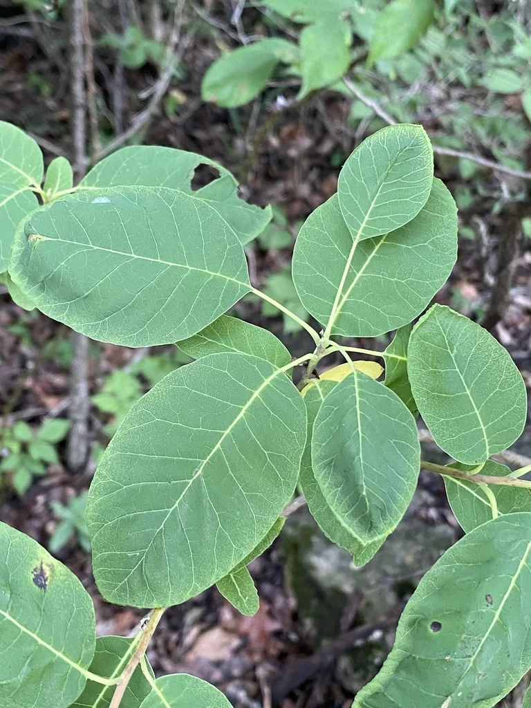 Cotinus Obovatus