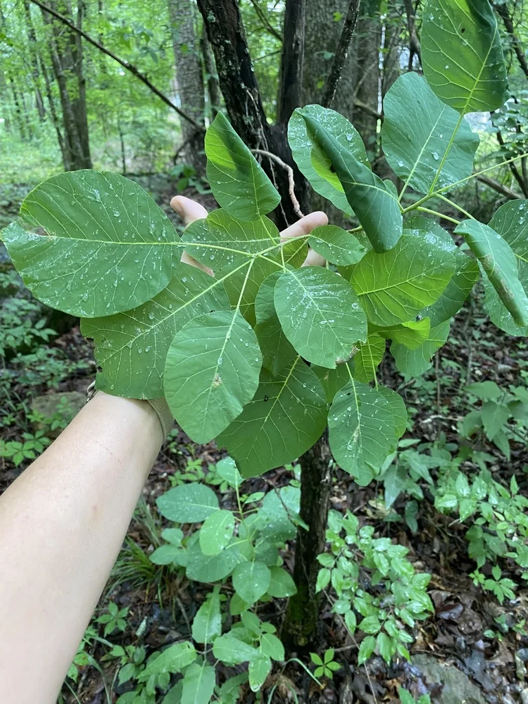 Cotinus Obovatus