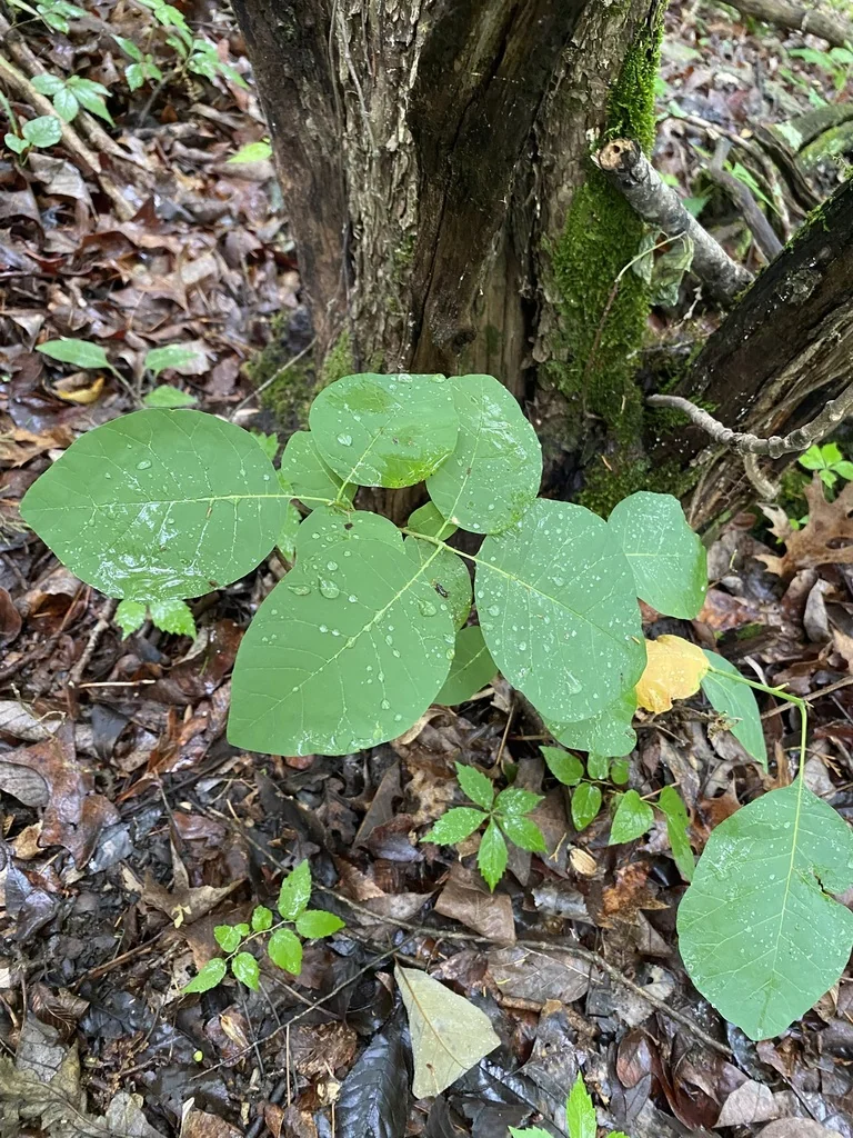 Cotinus Obovatus