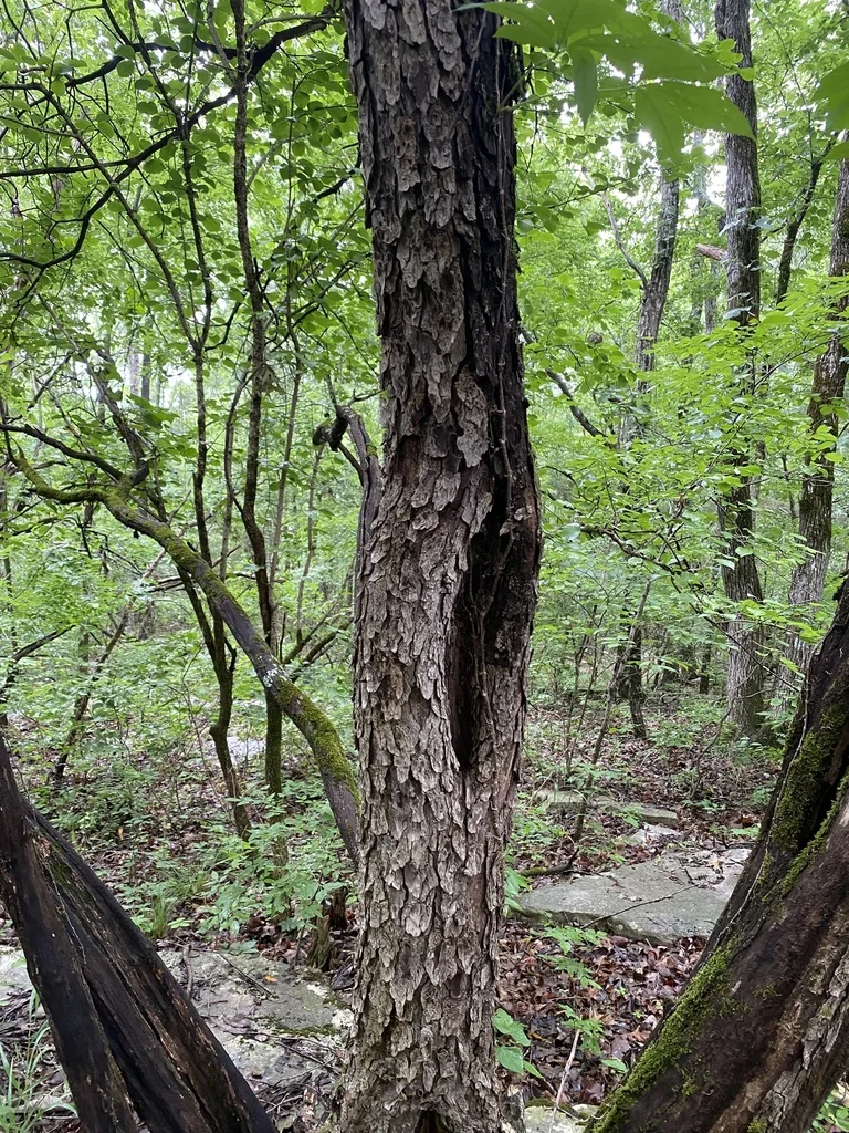 Cotinus Obovatus