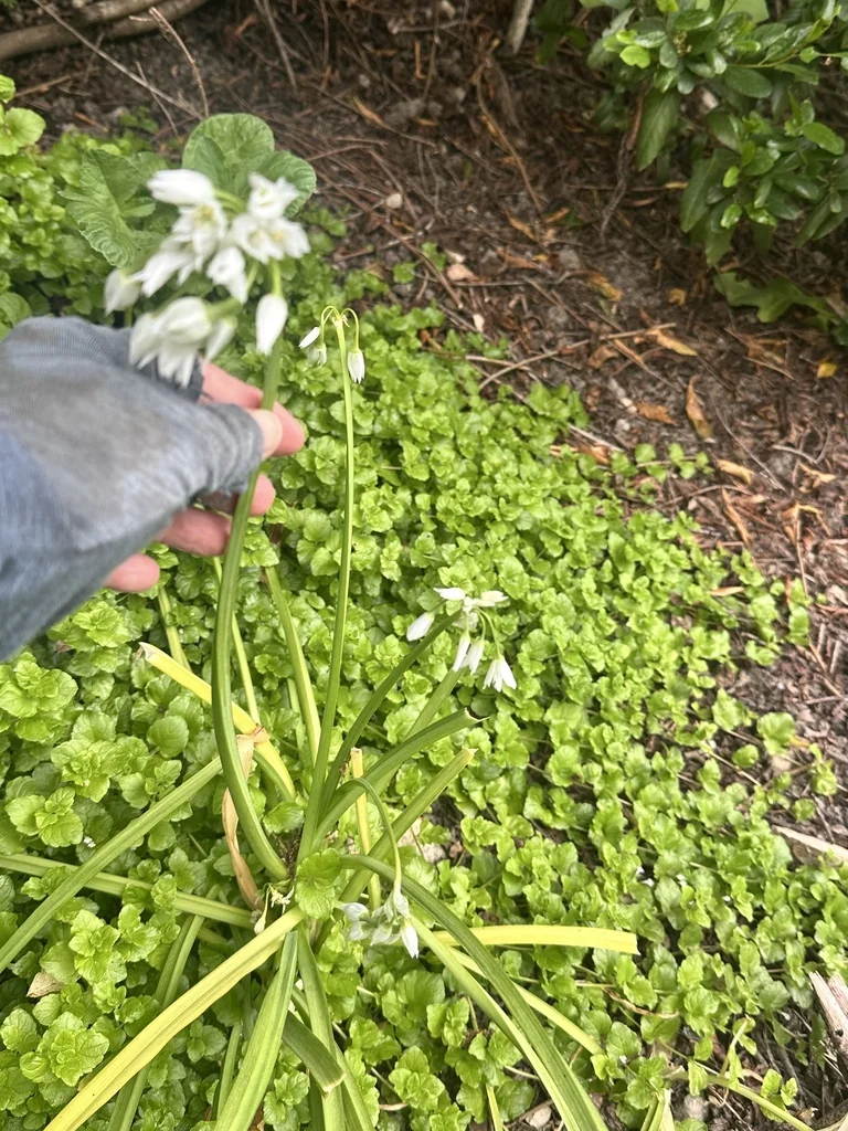 Allium Triquetrum