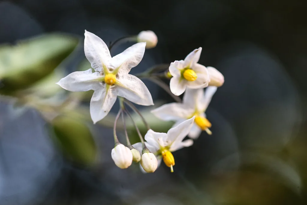 Solanum Laxum