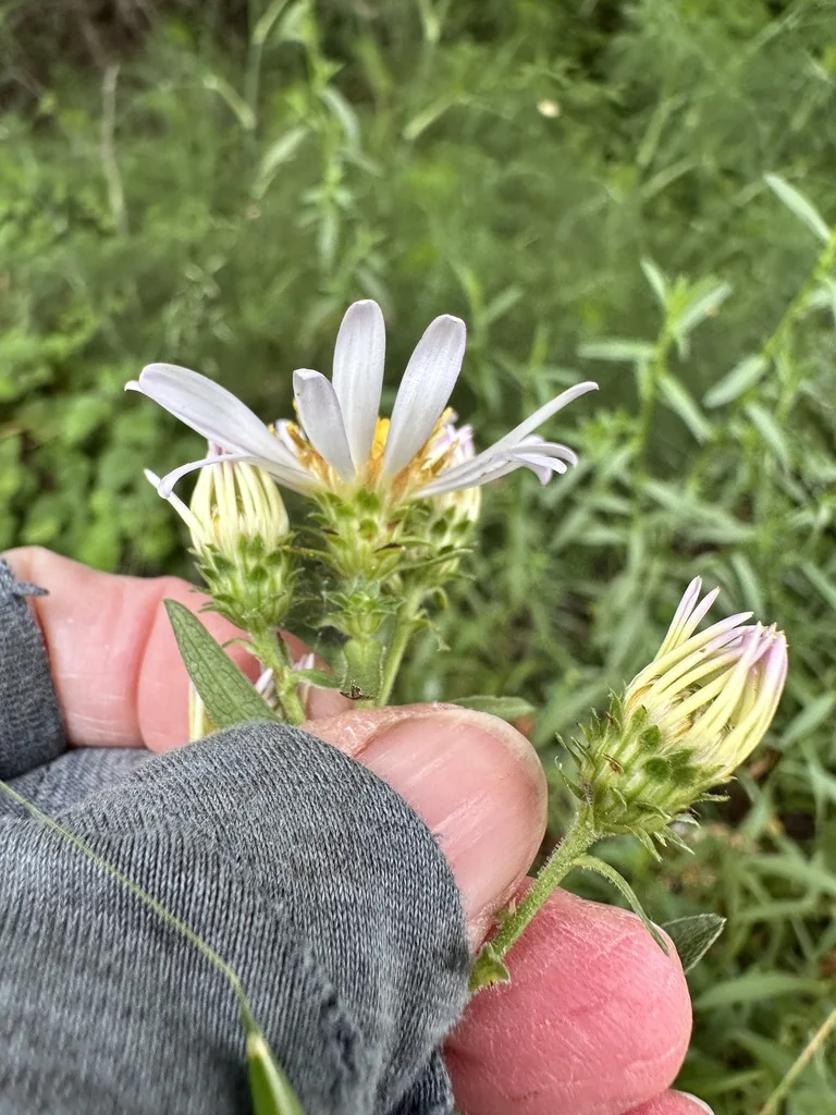 Symphyotrichum Chilense