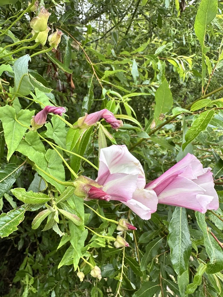 Calystegia Macrostegia