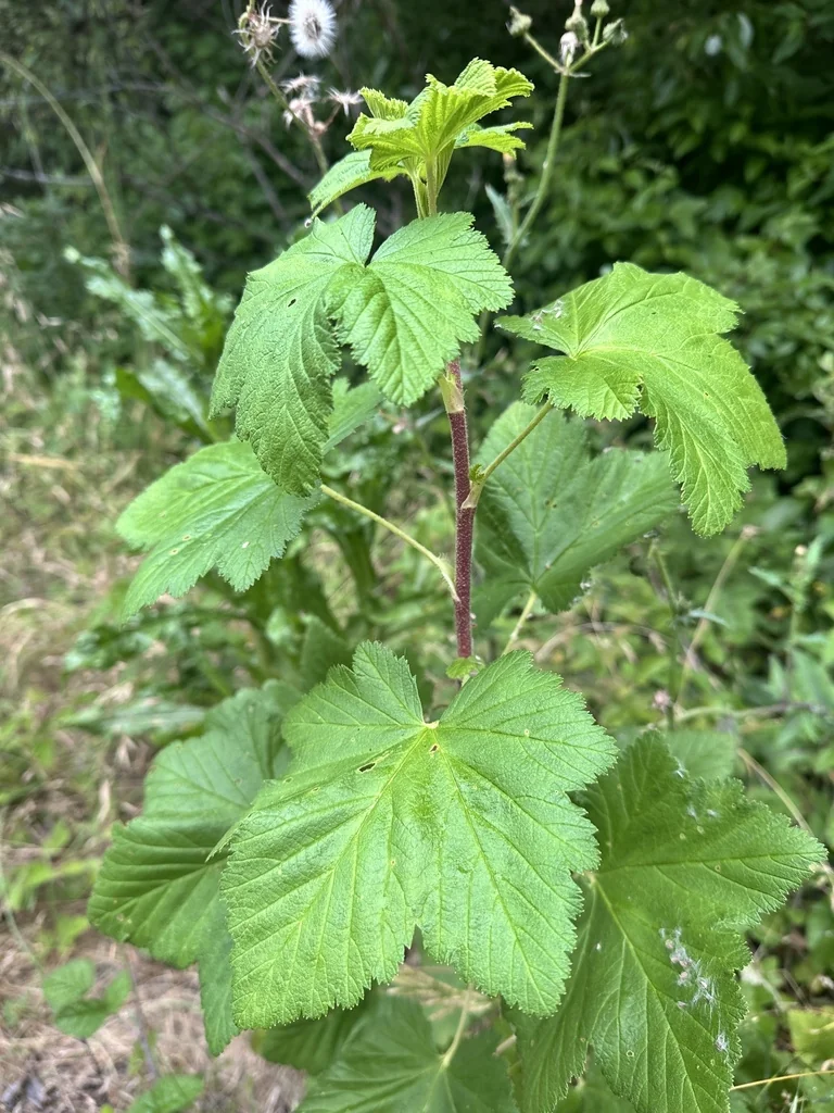 Ribes Sanguineum