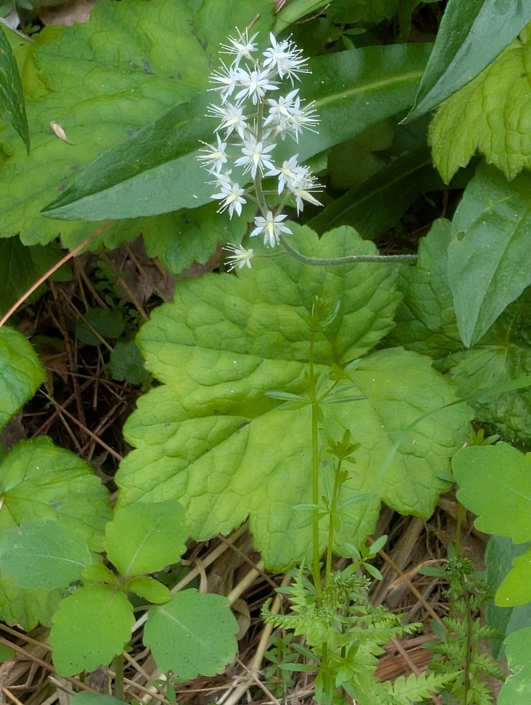 Tiarella Cordifolia