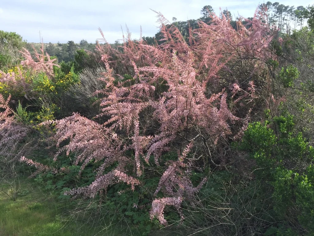 Tamarix Parviflora