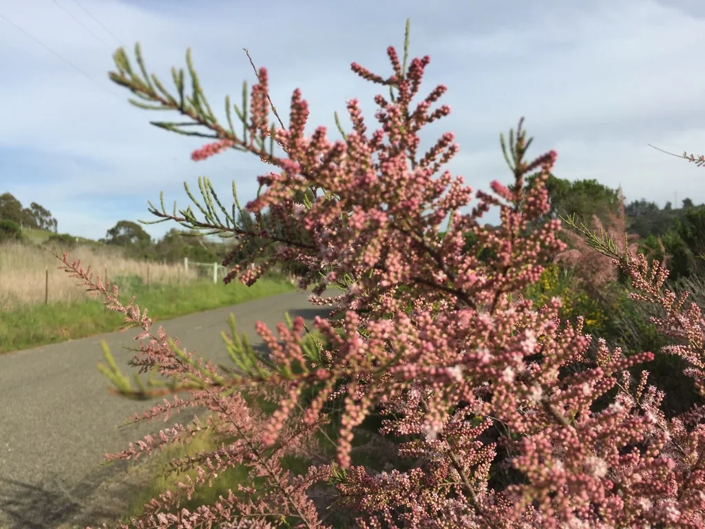 Tamarix Parviflora