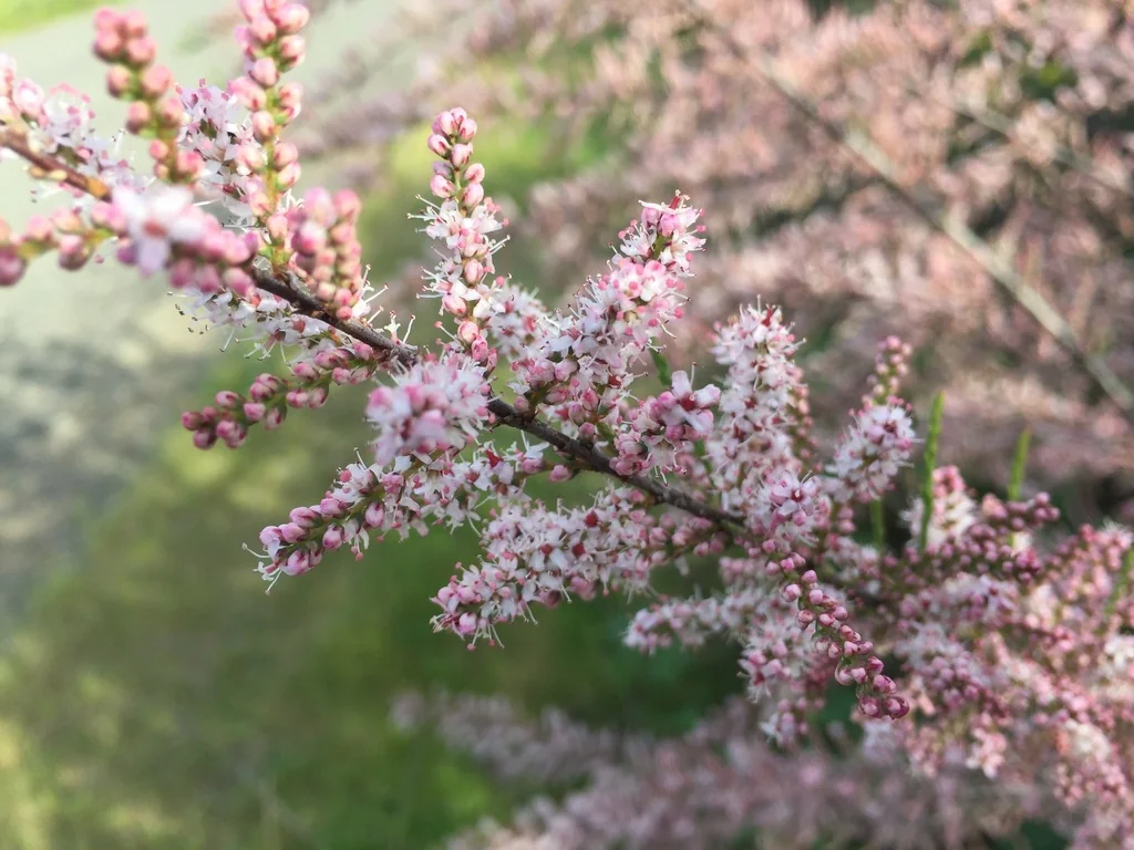 Tamarix Parviflora
