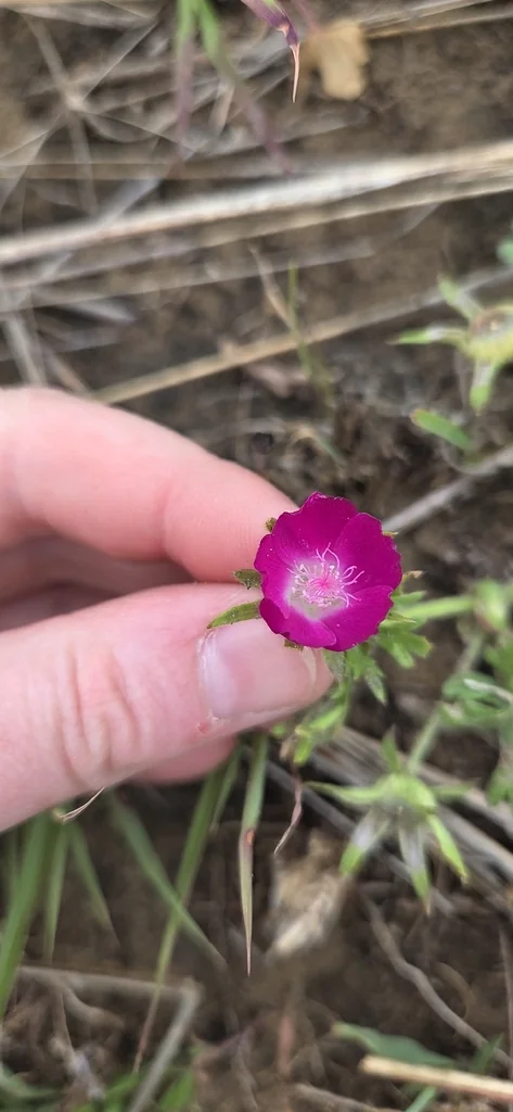 Callirhoe Involucrata