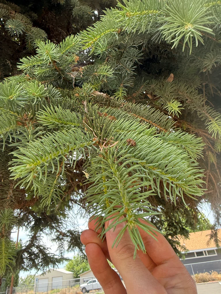 Picea Pungens