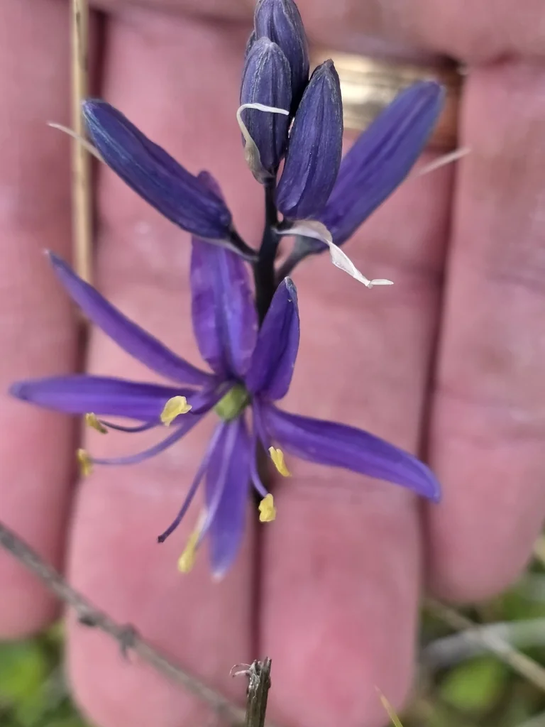 Camassia Quamash