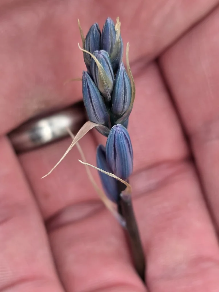 Camassia Quamash