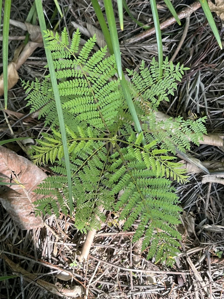 Jacaranda Mimosifolia