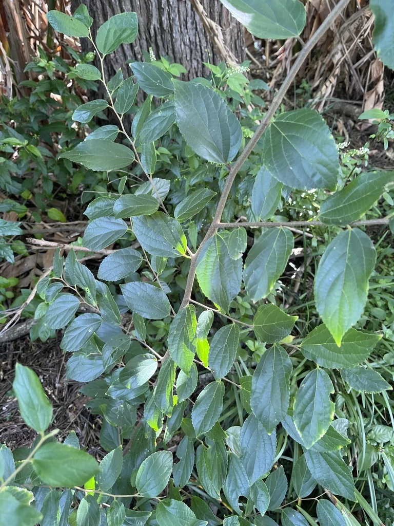 Celtis Sinensis