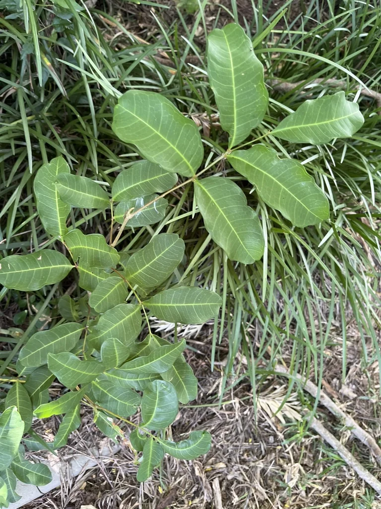 Cupaniopsis Anacardioides