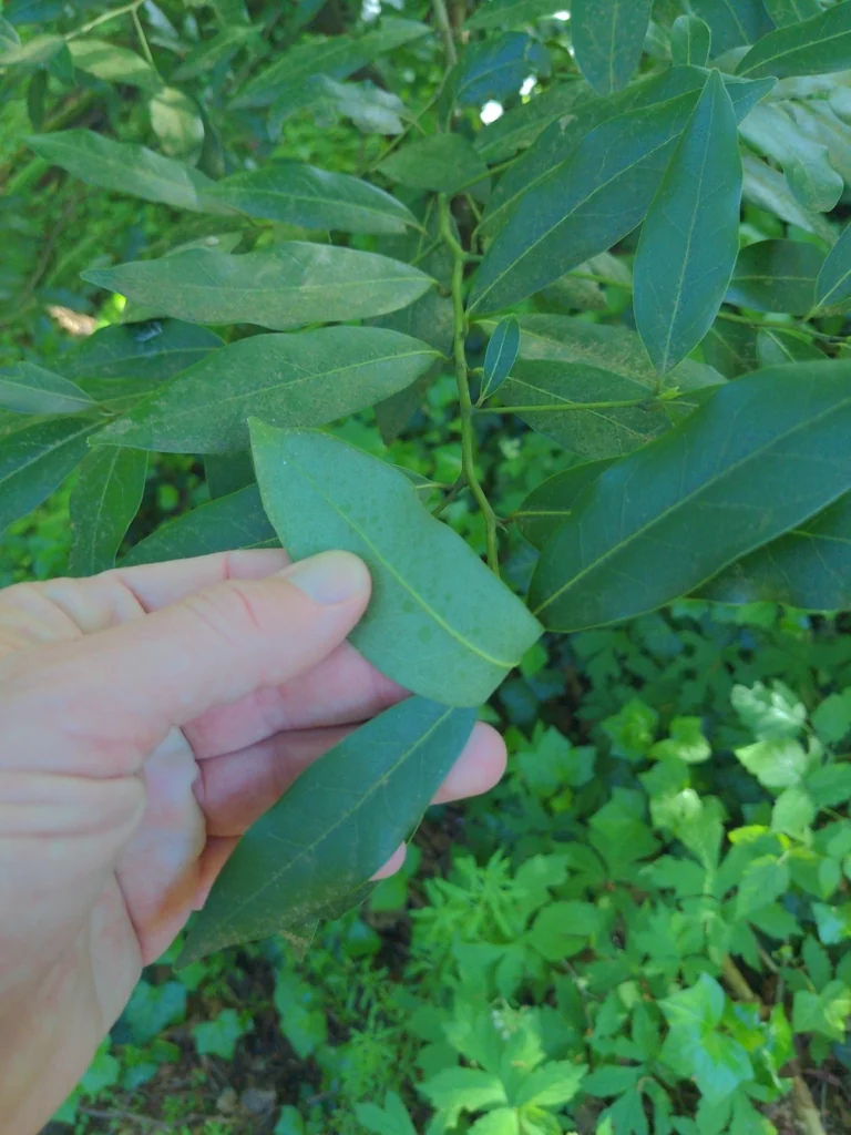 Umbellularia Californica
