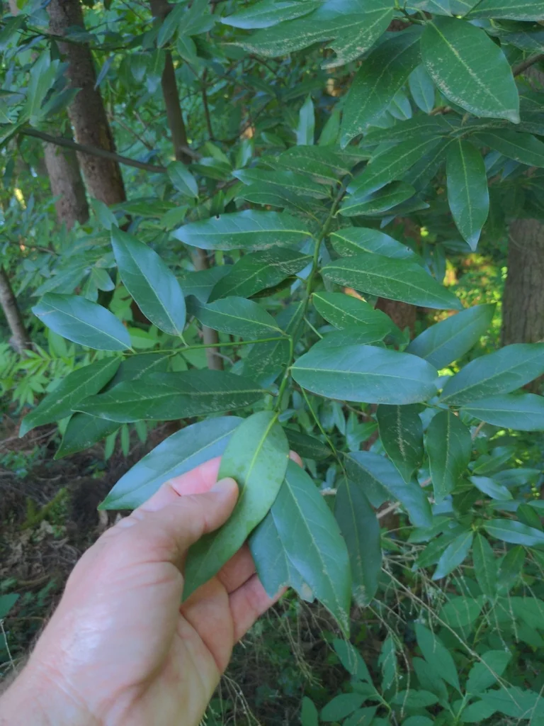 Umbellularia Californica