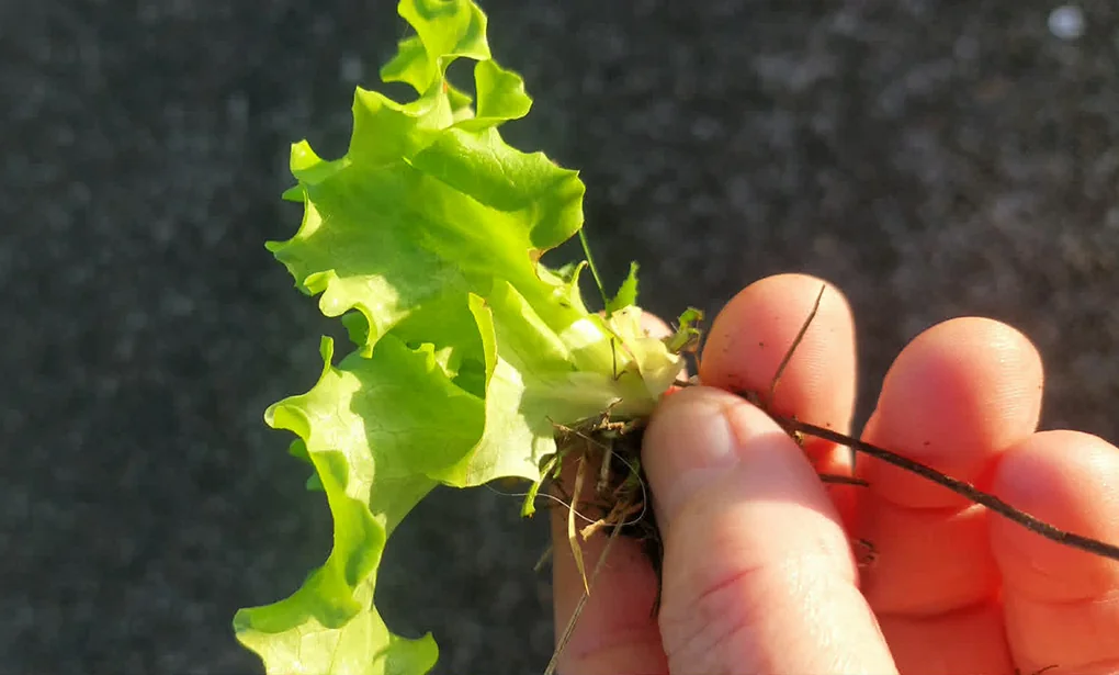 Lactuca Sativa