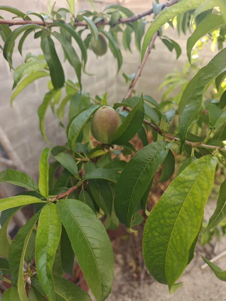Prunus Persica