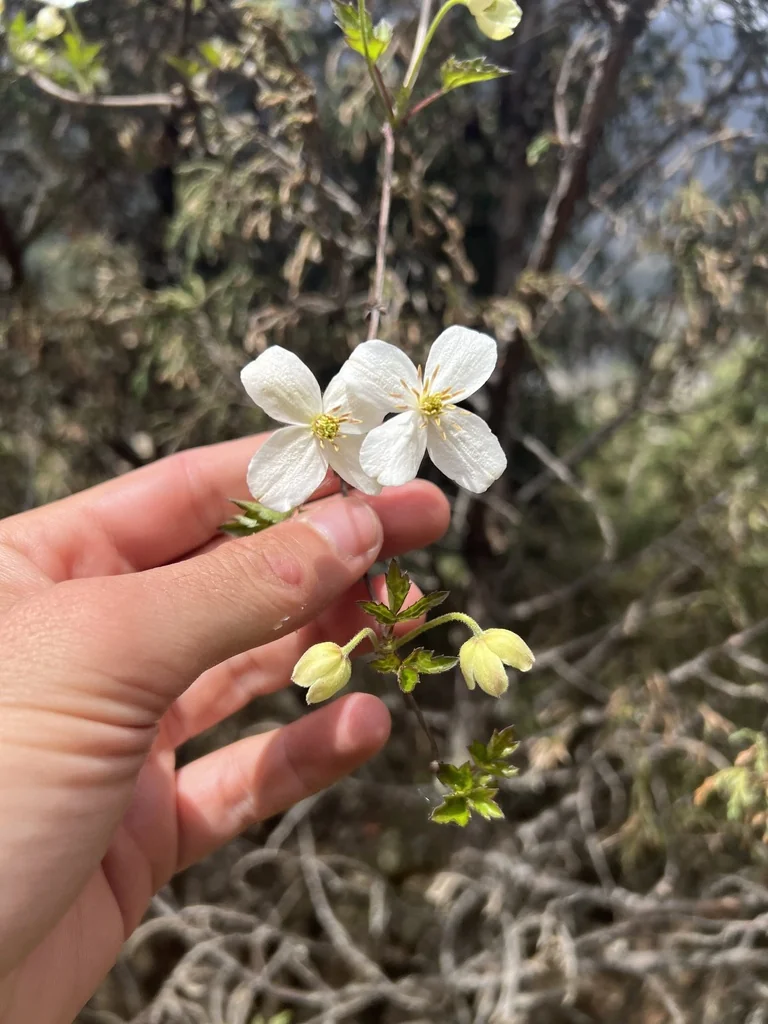 Clematis Montana