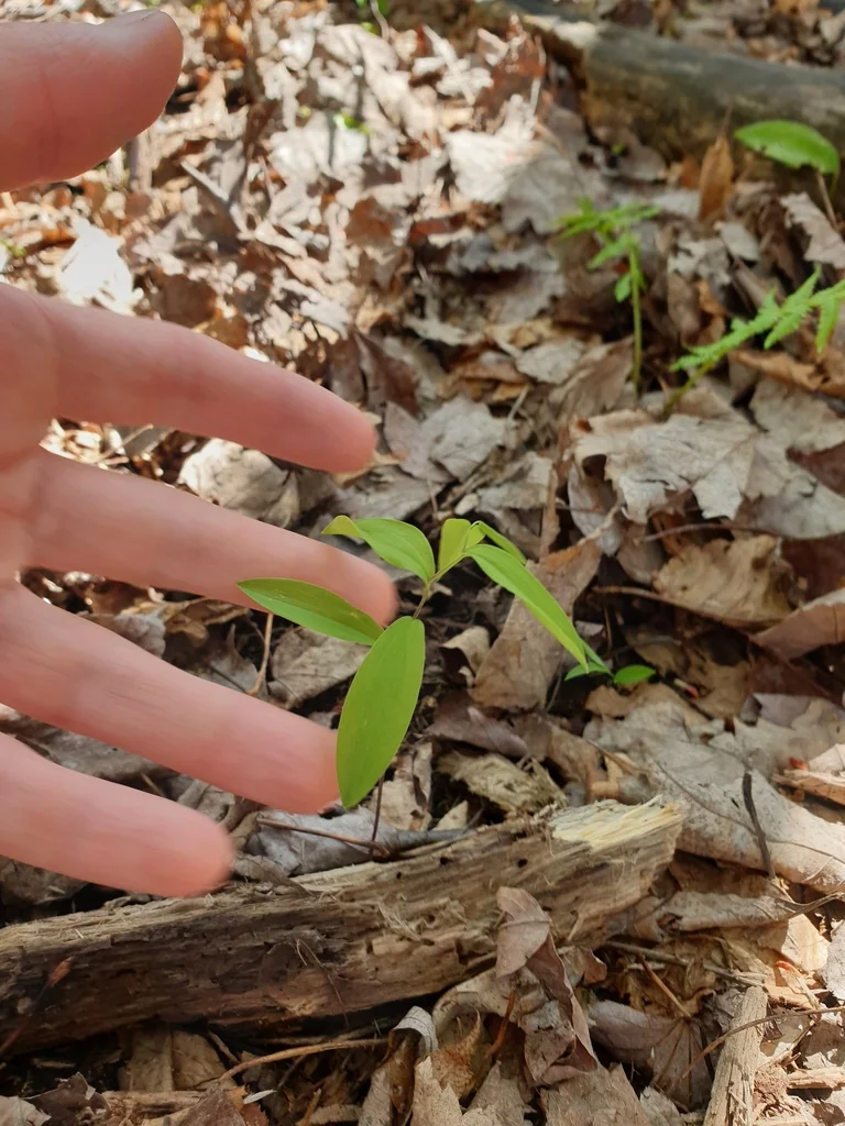 Uvularia Sessilifolia