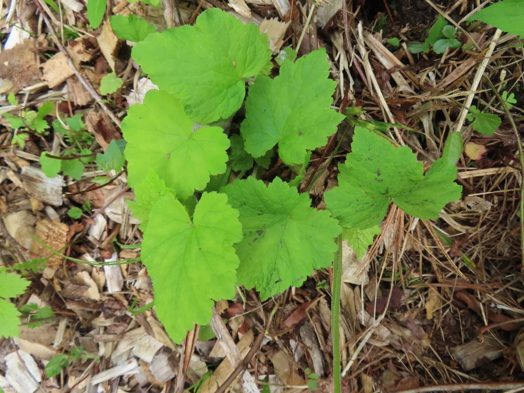Tiarella Cordifolia