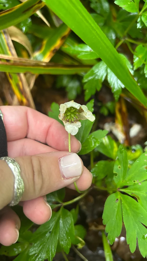 Anemone Nemorosa