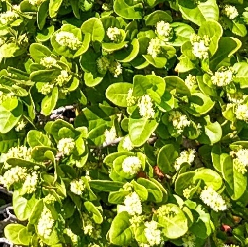 Coccoloba Diversifolia